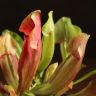 Саррацения насекомоядная 12/9 фото 3 &mdash; Luxury Plants