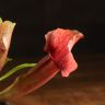 Саррацения насекомоядная 12/9 фото 4 &mdash; Luxury Plants