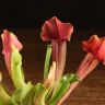 Саррацения насекомоядная 12/9 фото 5 &mdash; Luxury Plants