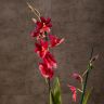 Орхидея Камбрия Нелли Ислер фото 2 &mdash; Luxury Plants