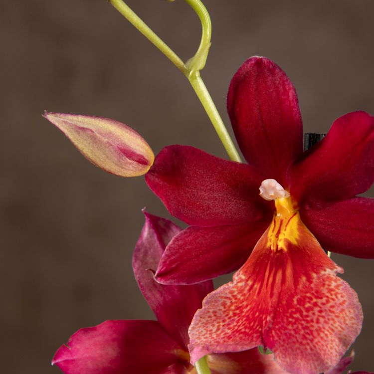 Орхидея Камбрия Нелли Ислер фото 1 &mdash; Luxury Plants