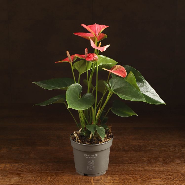 Антуриум Андрианум Пандола D12 фото 1 &mdash; Luxury Plants
