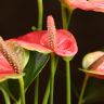 Антуриум Андрианум Пандола D12 фото 4 &mdash; Luxury Plants