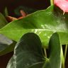 Антуриум Андрианум Пандола D12 фото 3 &mdash; Luxury Plants