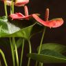 Антуриум Андрианум Пандола D12 фото 5 &mdash; Luxury Plants