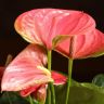 Антуриум Андрианум Пандола D12 фото 2 &mdash; Luxury Plants