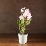 Орхидея Дендробиум Нобиле Кумико д12 фото 2 &mdash; Luxury Plants