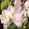 Орхидея Дендробиум Нобиле Кумико д12 фото 1 &mdash; Luxury Plants