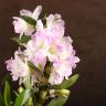 Орхидея Дендробиум Нобиле Кумико д12 фото 3 &mdash; Luxury Plants