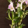 Орхидея Дендробиум Нобиле Кумико д12 фото 5 &mdash; Luxury Plants