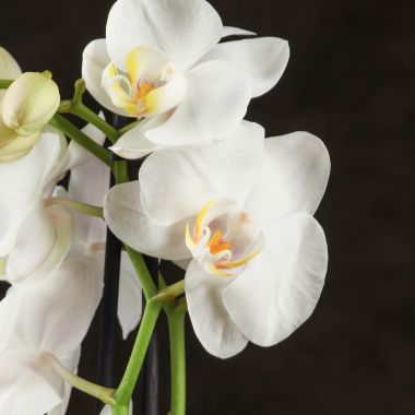 Орхидея белая 2ст А2 &mdash; Luxury Plants