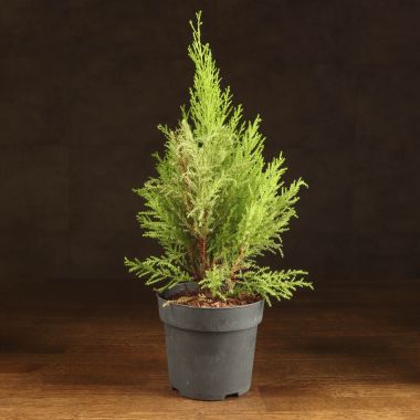 Кипарисовик Голдкрест Вилма д14 уценка &mdash; Luxury Plants