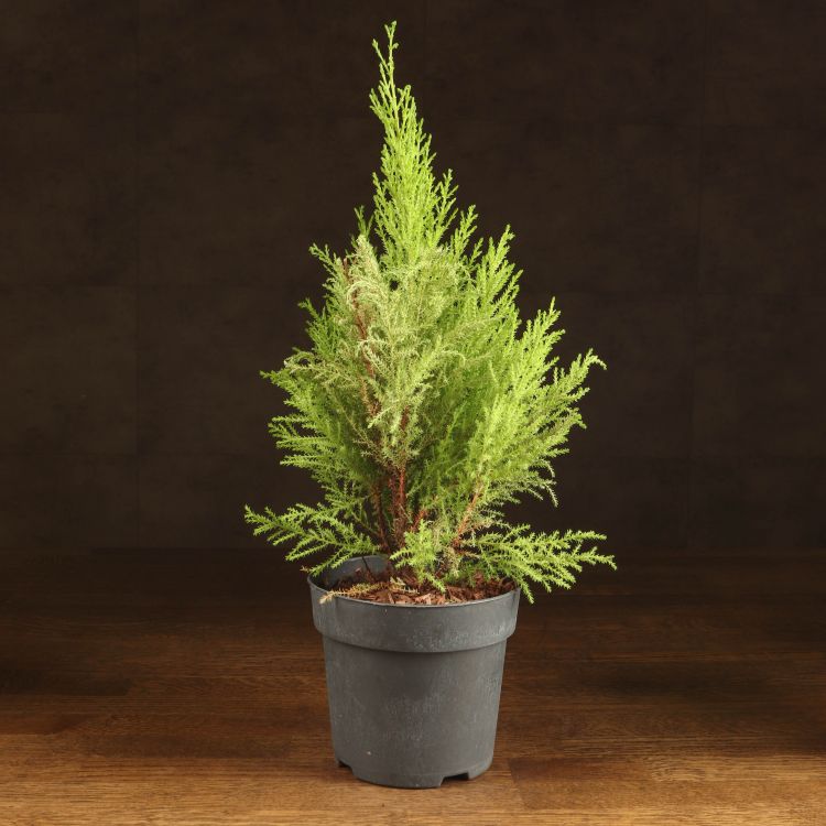 Кипарисовик Голдкрест Вилма д14 уценка фото 1 &mdash; Luxury Plants