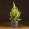 Кипарисовик Голдкрест Вилма д14 уценка фото 1 &mdash; Luxury Plants