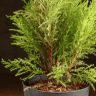 Кипарисовик Голдкрест Вилма д14 уценка фото 2 &mdash; Luxury Plants