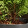 Кипарисовик Голдкрест Вилма д14 уценка фото 3 &mdash; Luxury Plants