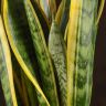 Сансевиерия Лауренти 65/19 фото 4 &mdash; Luxury Plants