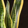 Сансевиерия Лауренти 65/19 фото 3 &mdash; Luxury Plants