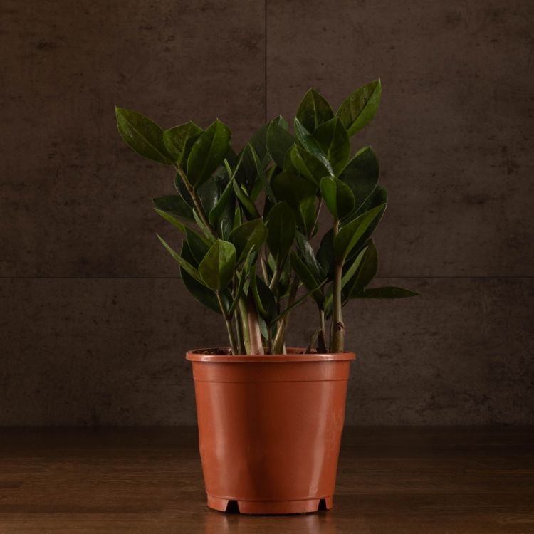 Замиокулькас 30/12 фото 1 &mdash; Luxury Plants