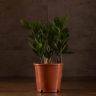 Замиокулькас 30/12 фото 1 &mdash; Luxury Plants
