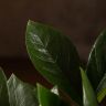 Замиокулькас 30/12 фото 3 &mdash; Luxury Plants