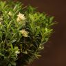 Бонсай Буксус 29 см в синей плошке фото 2 &mdash; Luxury Plants