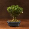 Бонсай Буксус 29 см в синей плошке фото 1 &mdash; Luxury Plants