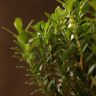 Бонсай Буксус 29 см в синей плошке фото 4 &mdash; Luxury Plants