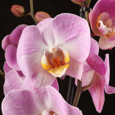 Орхидея Фаленопсис розовая &mdash; Luxury Plants