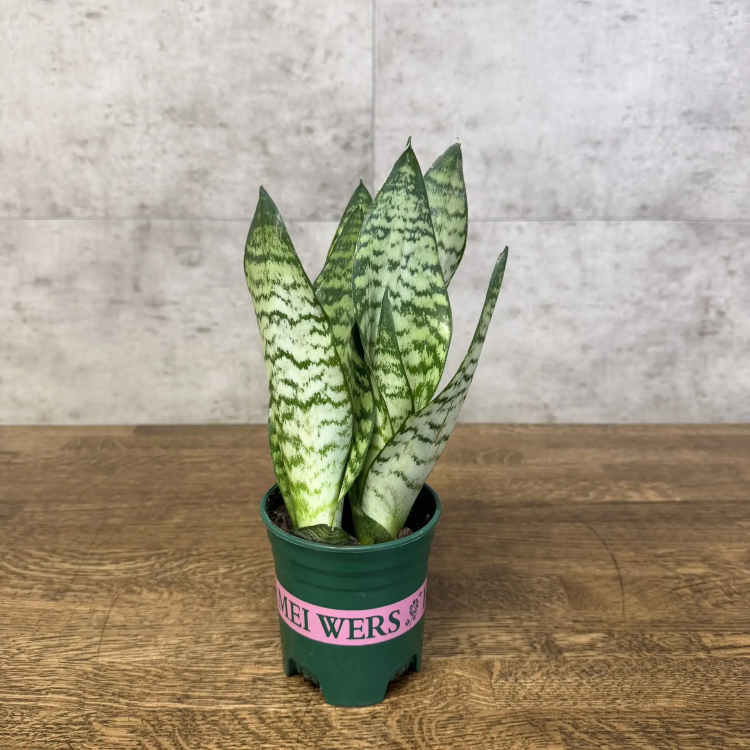Сансевиерия Зейланика 30/11 фото 1 &mdash; Luxury Plants
