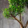 Бонсай Мирт Мика 43 см фото 9 &mdash; Luxury Plants