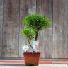 Бонсай Мирт Мика 43 см фото 7 &mdash; Luxury Plants