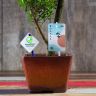 Бонсай Мирт Мика 43 см фото 10 &mdash; Luxury Plants