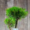 Бонсай Мирт Мика 43 см фото 8 &mdash; Luxury Plants
