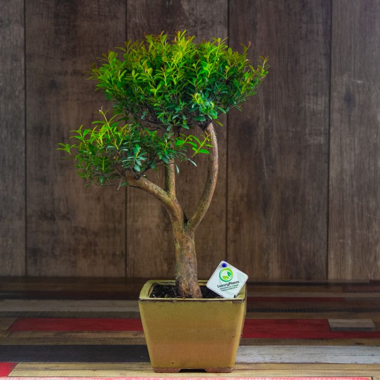 Бонсай Мирт Мика 43 см фото 1 &mdash; Luxury Plants