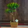 Бонсай Мирт Мика 43 см фото 1 &mdash; Luxury Plants