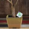 Бонсай Мирт Мика 43 см фото 6 &mdash; Luxury Plants