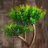 Бонсай Мирт Мика 43 см фото 2 &mdash; Luxury Plants