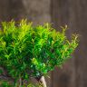 Бонсай Мирт Мика 43 см фото 5 &mdash; Luxury Plants