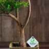 Бонсай Мирт Мика 43 см фото 4 &mdash; Luxury Plants