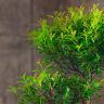 Бонсай Мирт Мика 43 см фото 3 &mdash; Luxury Plants