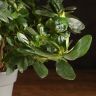 Азалия индика бело-розовая 35/14 фото 3 &mdash; Luxury Plants