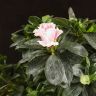 Азалия индика бело-розовая 35/14 фото 5 &mdash; Luxury Plants