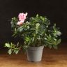 Азалия индика бело-розовая 35/14 фото 1 &mdash; Luxury Plants