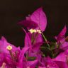 Бугенвиллия малиновая 30/14 фото 2 &mdash; Luxury Plants