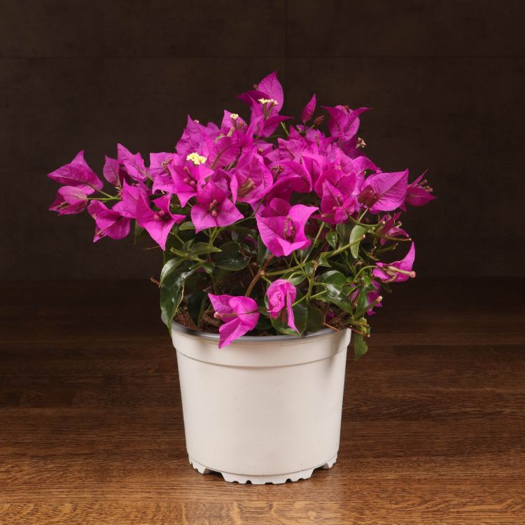 Бугенвиллия малиновая 30/14 фото 1 &mdash; Luxury Plants