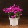 Бугенвиллия малиновая 30/14 фото 1 &mdash; Luxury Plants