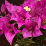 Бугенвиллия малиновая 30/14 фото 3 &mdash; Luxury Plants
