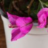 Бугенвиллия малиновая 30/14 фото 4 &mdash; Luxury Plants