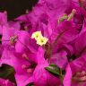 Бугенвиллия малиновая 30/14 фото 5 &mdash; Luxury Plants
